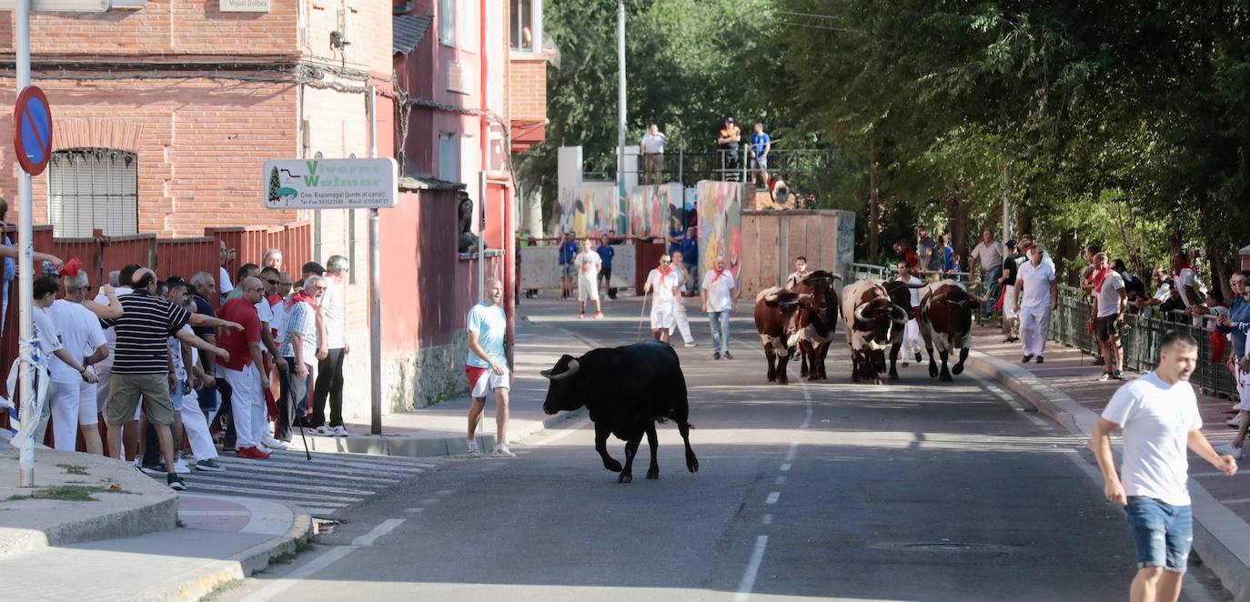 Toro del alba y encierro en Tudela de Duero