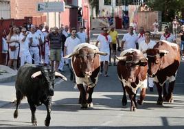 Toro del alba y encierro en Tudela de Duero