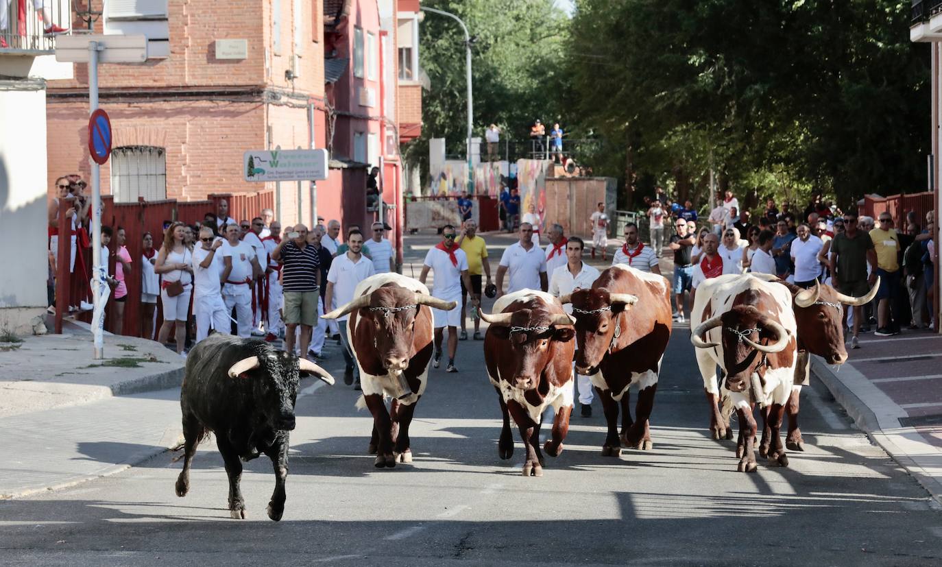 Toro del alba y encierro en Tudela de Duero | El Norte de Castilla