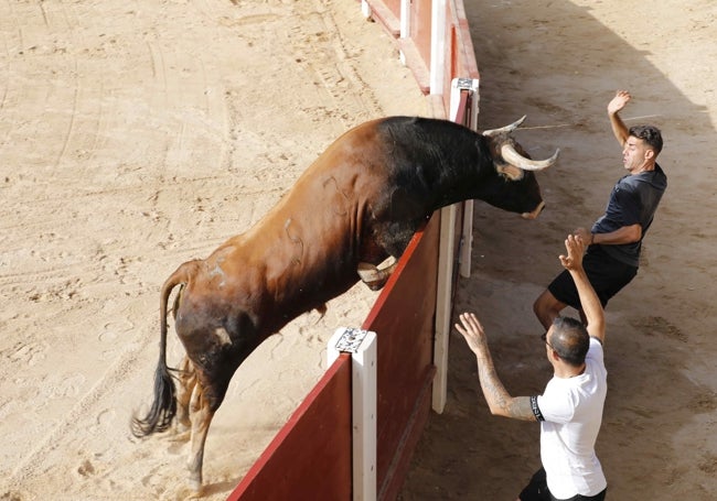 El primer toro de la capea saltando el ruedo.