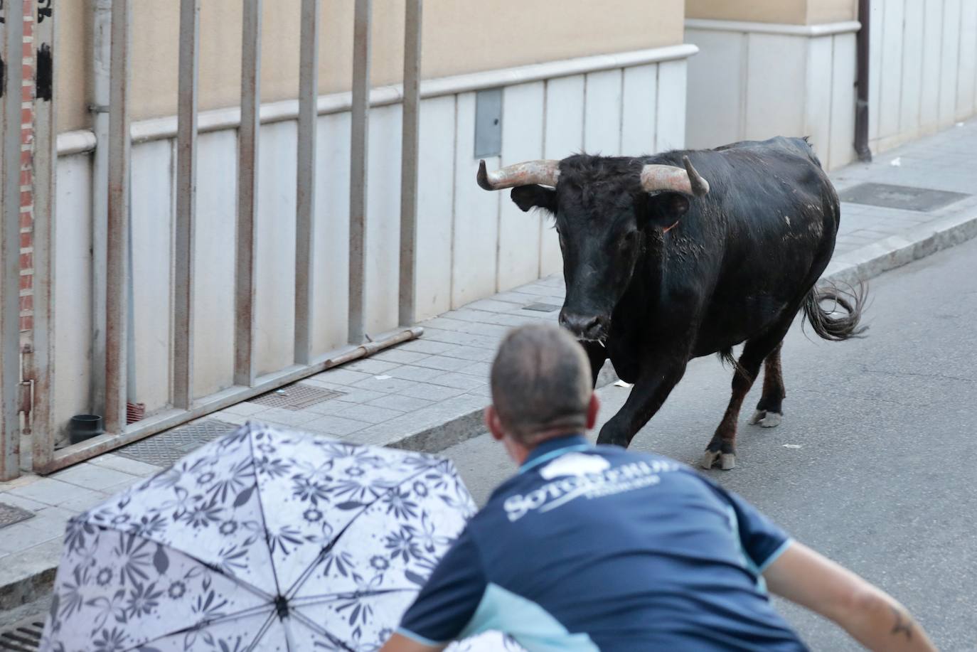 El encierro de este jueves en Tudela de Duero, en imágenes