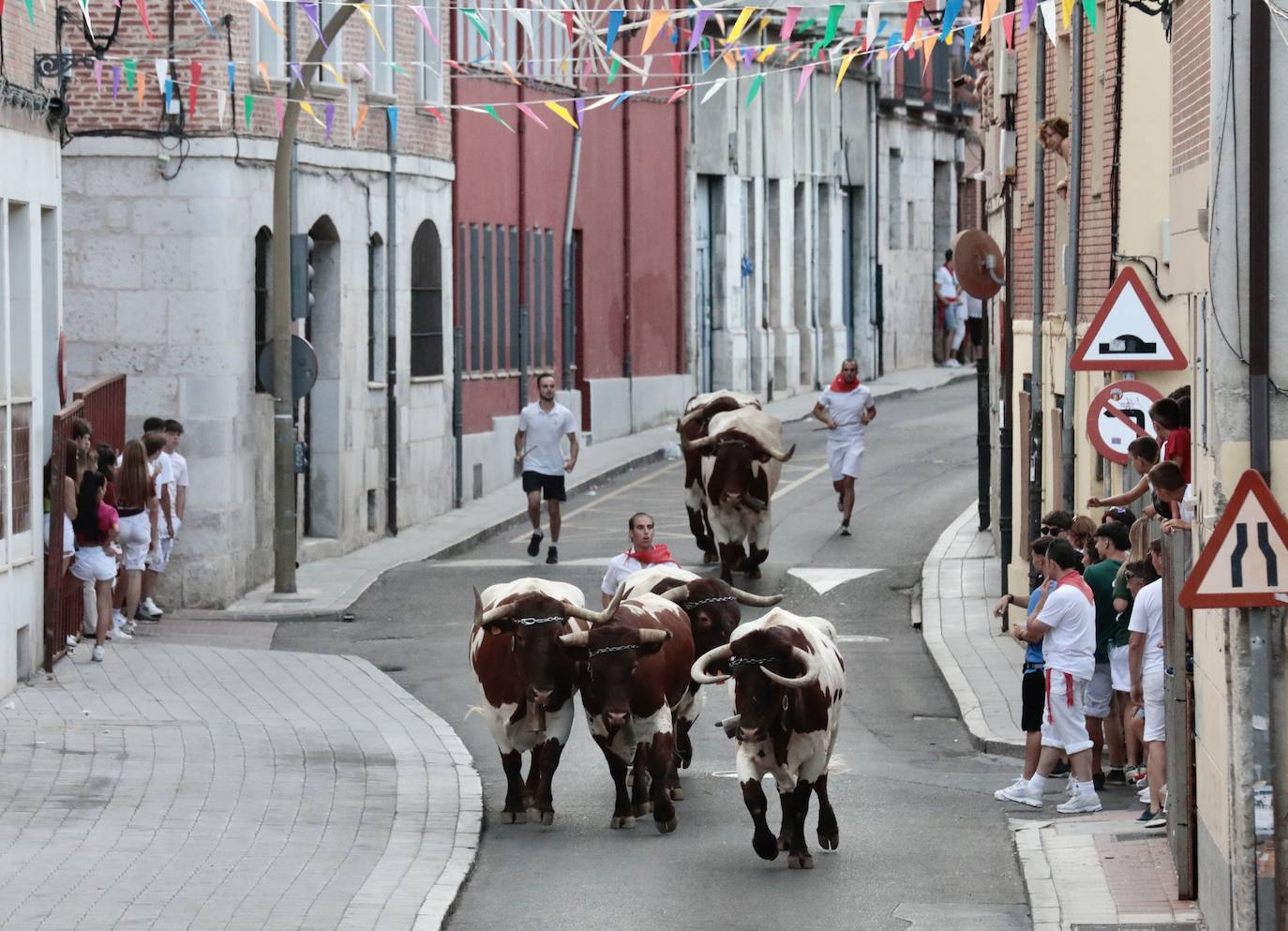 El encierro de este jueves en Tudela de Duero, en imágenes