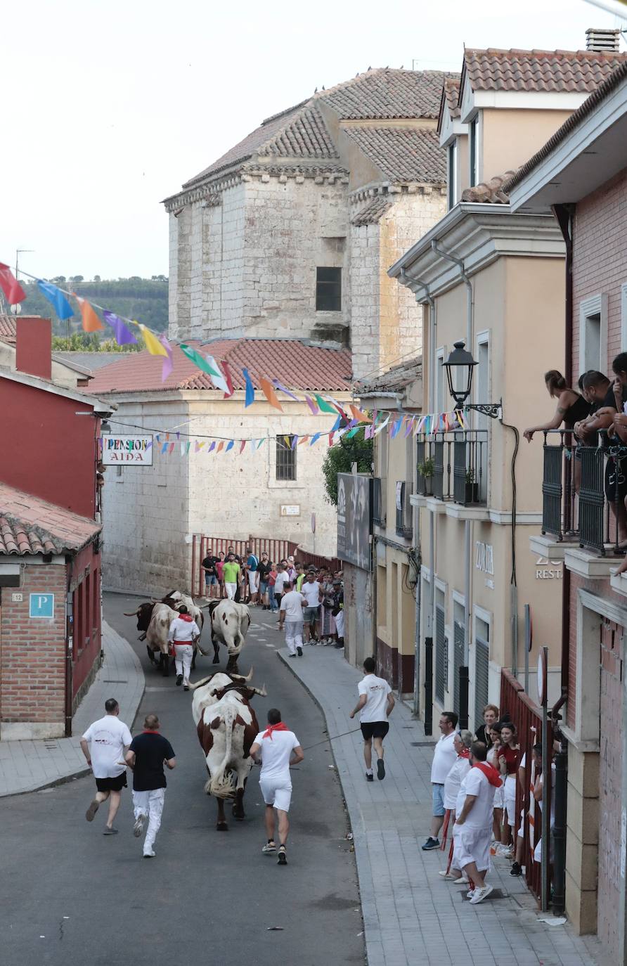 El encierro de este jueves en Tudela de Duero, en imágenes