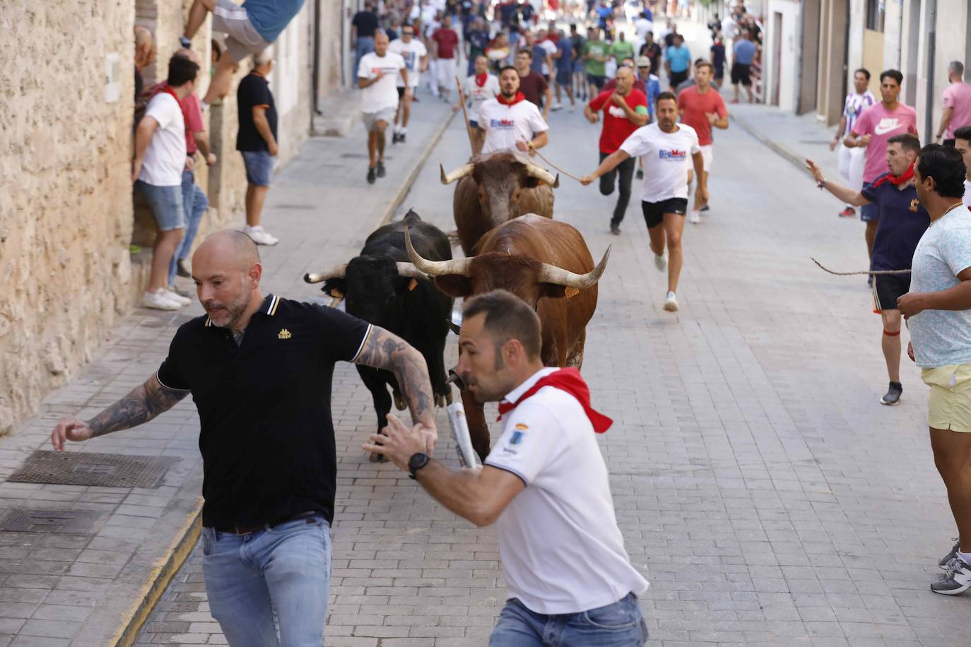 Encierro y capea del jueves en Peñafiel