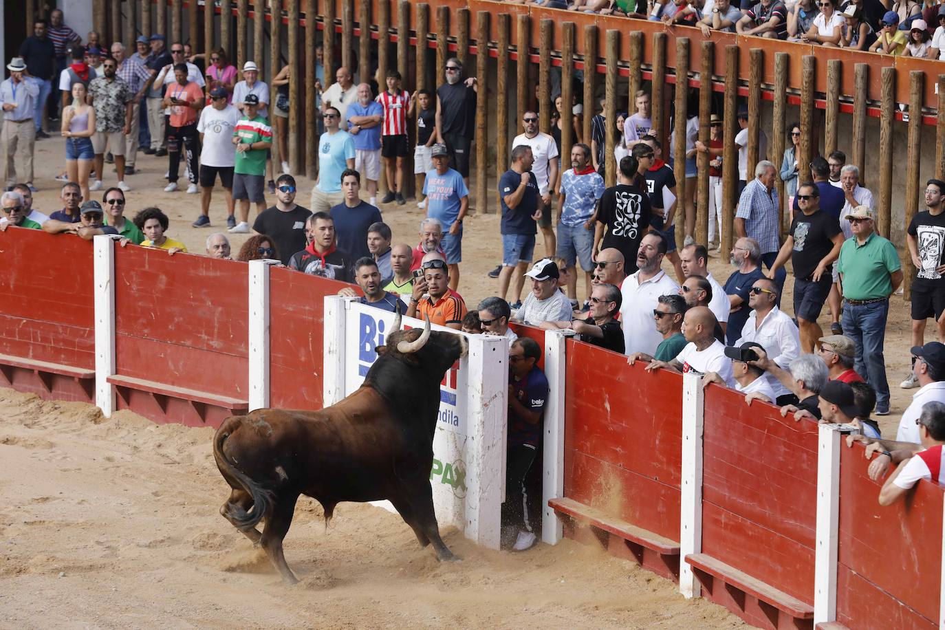 Encierro y capea del jueves en Peñafiel