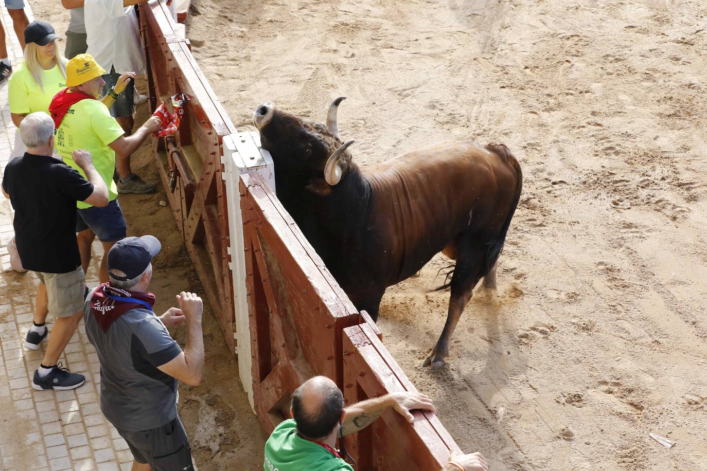 Encierro y capea del jueves en Peñafiel