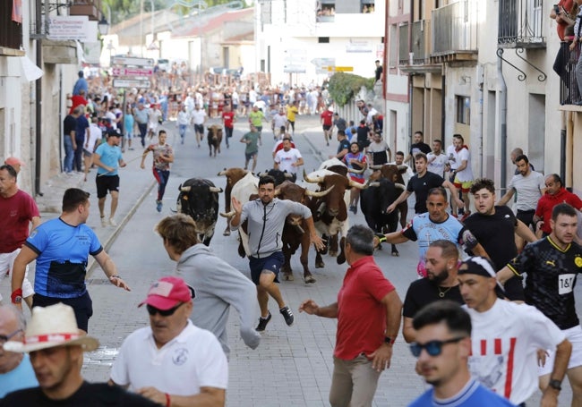 Encierro matinal de Peñafiel, última recta antes de llegar a la plaza del Coso.