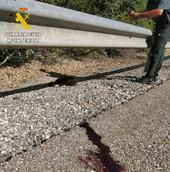 Atropellada una cría de oso pardo en la carretera CL-626 en Palencia