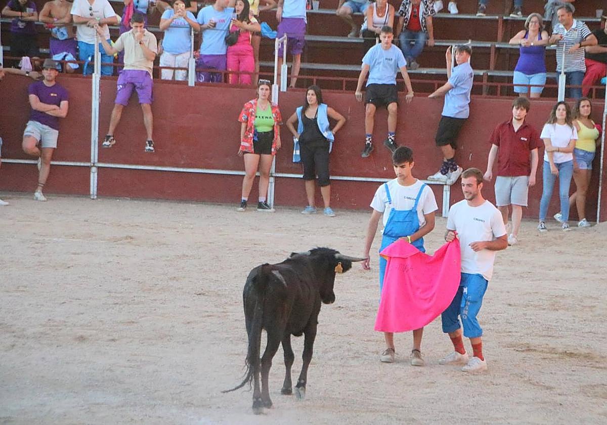 Vaquillas, en las fiestas de Baltanás del pasado año.