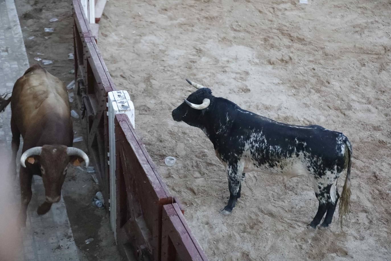 La capea de este jueves en Peñafiel, en imágenes