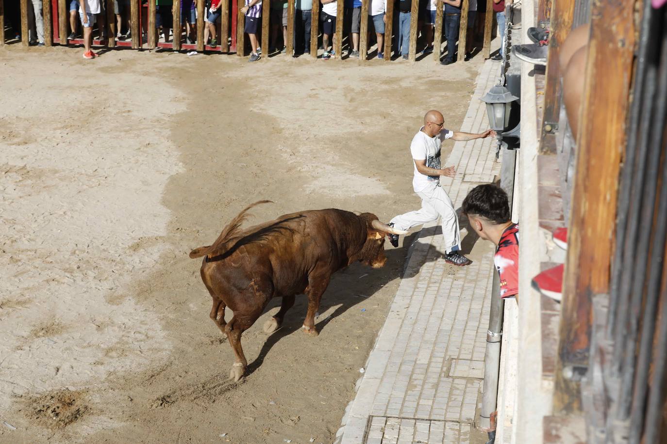 En imágenes, el encierro y el susto en la capea de Peñafiel