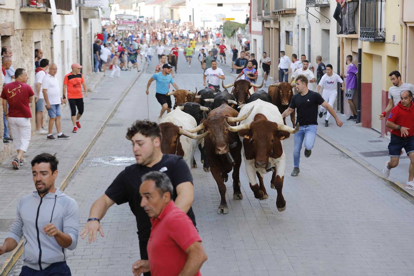 En imágenes, el encierro y el susto en la capea de Peñafiel