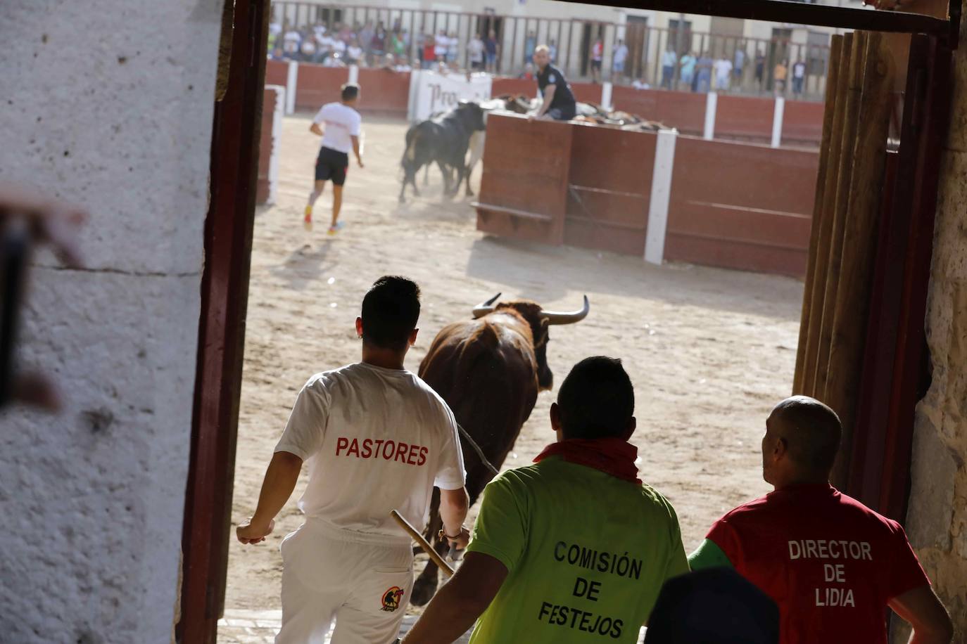 En imágenes, el encierro y el susto en la capea de Peñafiel