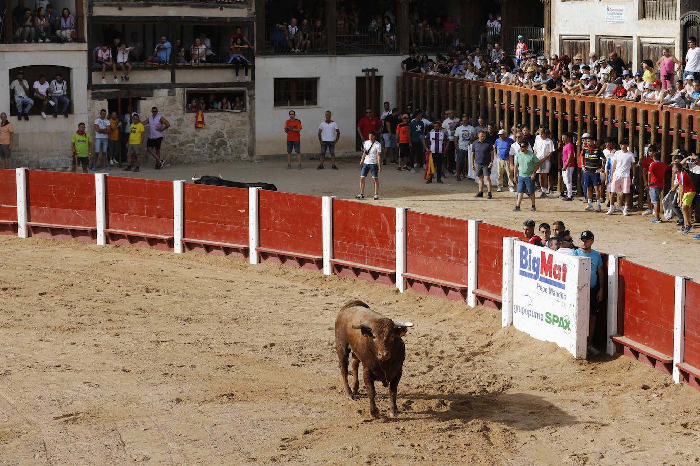 En imágenes, el encierro y el susto en la capea de Peñafiel