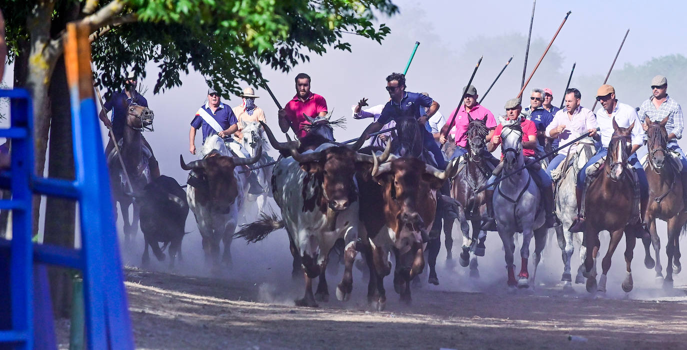 Encierro taurino en las fiestas de Aldeamayor (Valladolid) durante este domingo