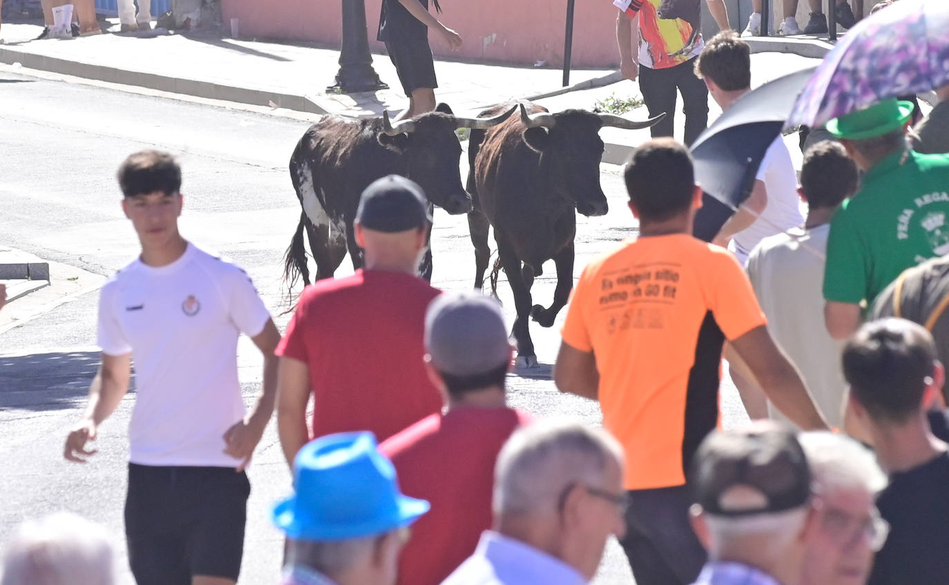 Encierro taurino en las fiestas de Aldeamayor (Valladolid) durante este domingo