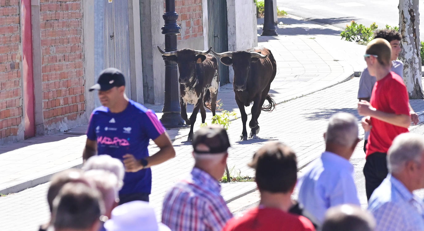 Encierro taurino en las fiestas de Aldeamayor (Valladolid) durante este domingo