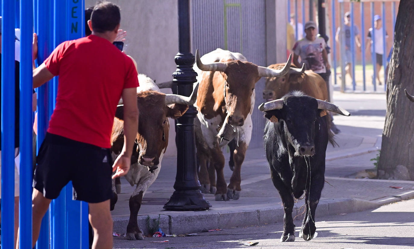 Encierro taurino en las fiestas de Aldeamayor (Valladolid) durante este domingo