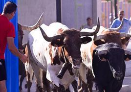 Encierro taurino en las fiestas de Aldeamayor (Valladolid) durante este domingo