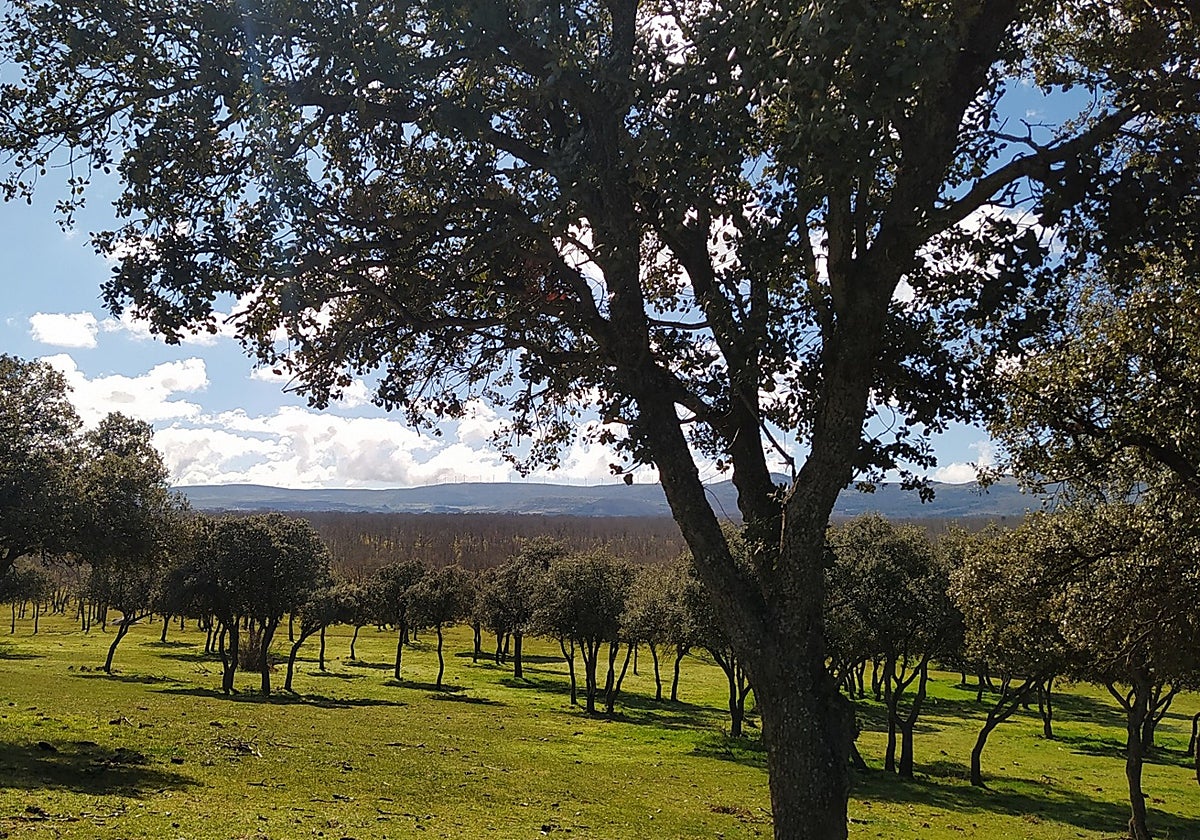Las sendas de Villacastín.