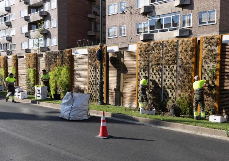 Imagen principal - Trabajos en Hospital Militar para sustituir las plantas secas por otras.