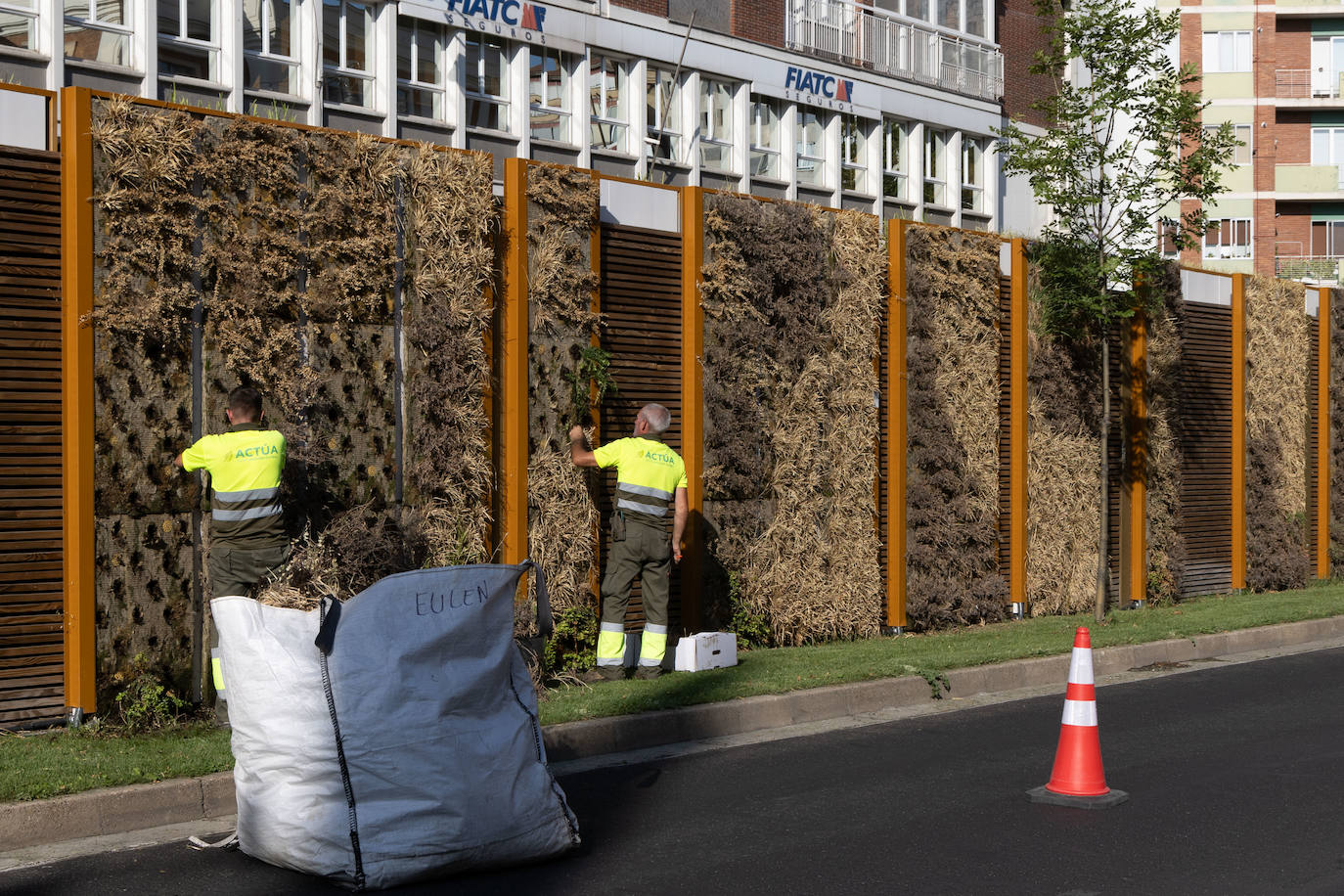 Reposición de las plantas secas en las medianas de Hospital Militar