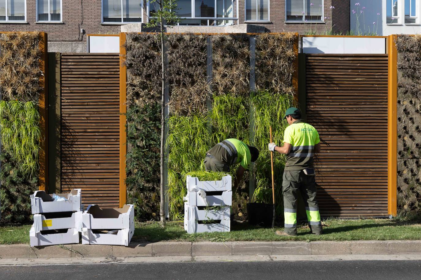 Reposición de las plantas secas en las medianas de Hospital Militar