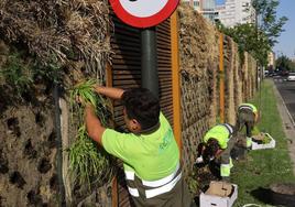 Varios operarios reponen las plantas secas en la mediana del paseo Hospital Militar.