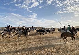Los jinetes guían a los astado por el campo.