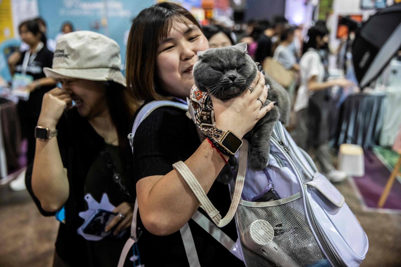 Los gatos, protagonistas de una exposición en Hong Kong