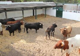 Toros de la ganadería Aráuz de Robles, que protagonizarán el primer encierro, en los corrales.