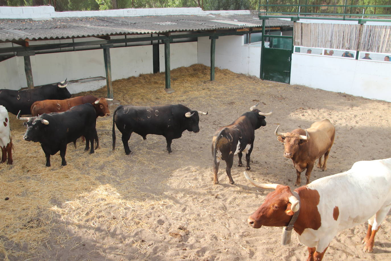 Toros de la ganadería Aráuz de Robles, que protagonizarán el primer encierro, en los corrales.