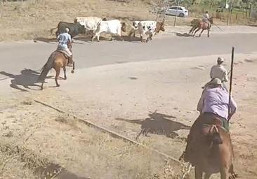 Un jinete herido en la cabeza al caerse del caballo en un encierro en Valladolid