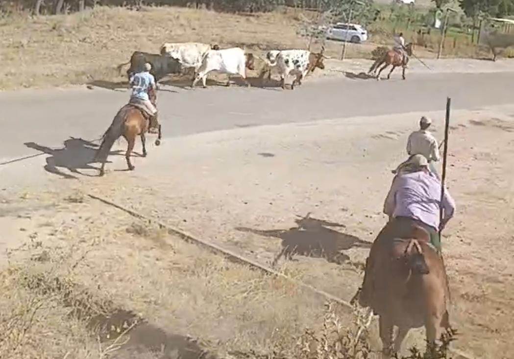 Encierro mixto por el campo y las calles, esta mañana, en Fresno el Viejo.