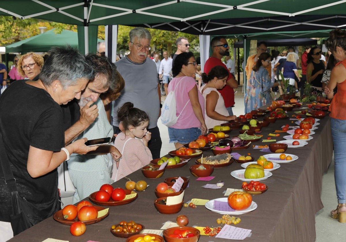 Muestra de variedades de tomates.