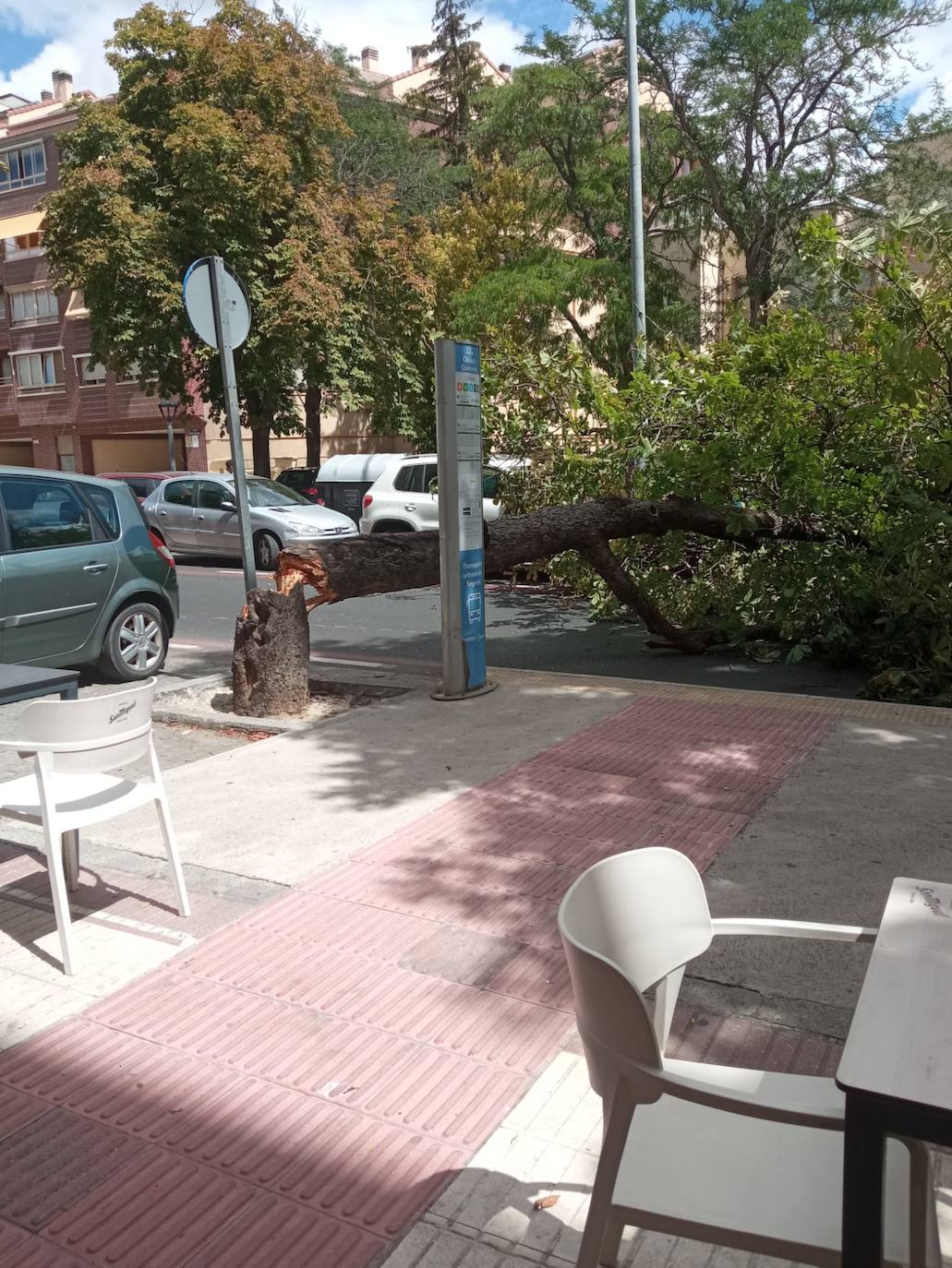 Árbol caído sobre la carretera en la calle Obispo Quesada.