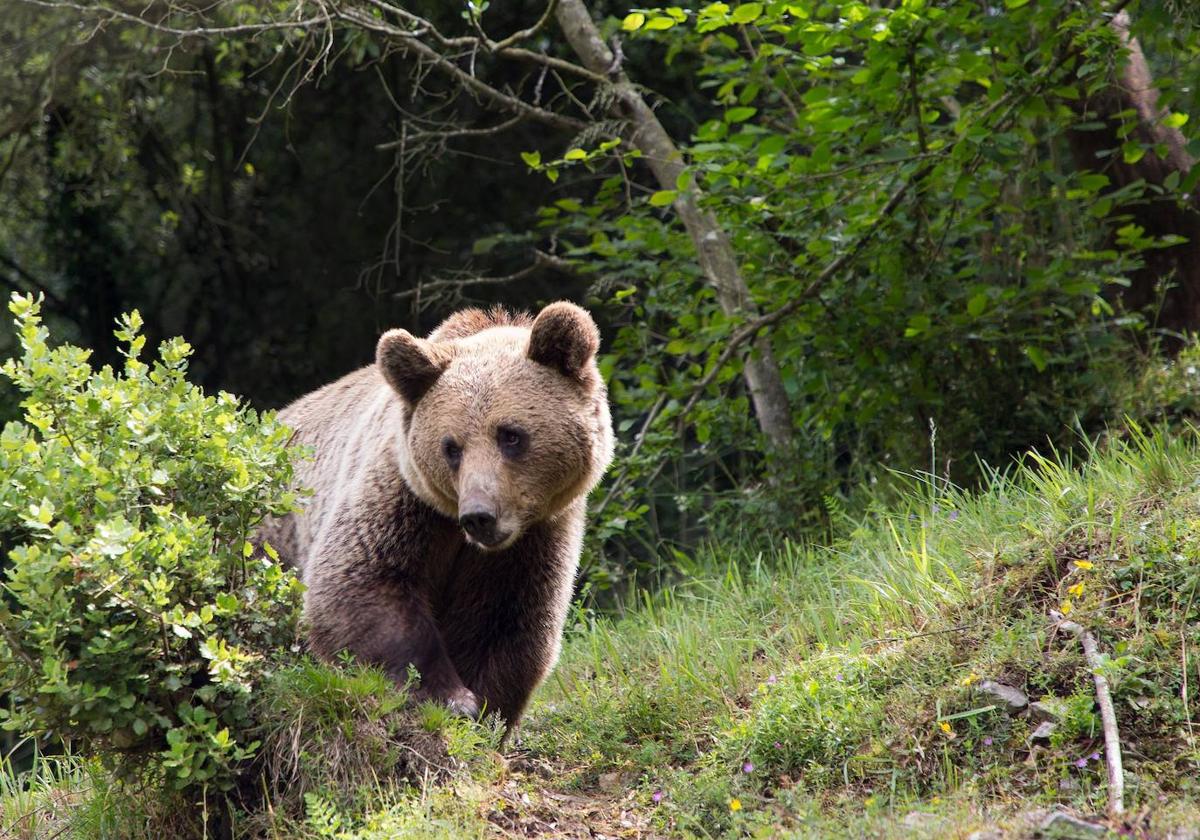 Un oso por el monte en una imagen de archivo