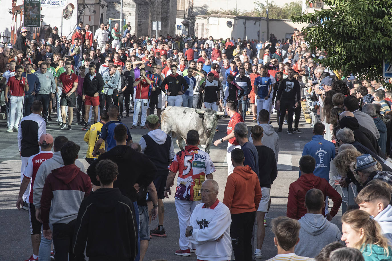 El segundo encierro de las fiestas de Cuéllar, en imágenes (2/2)