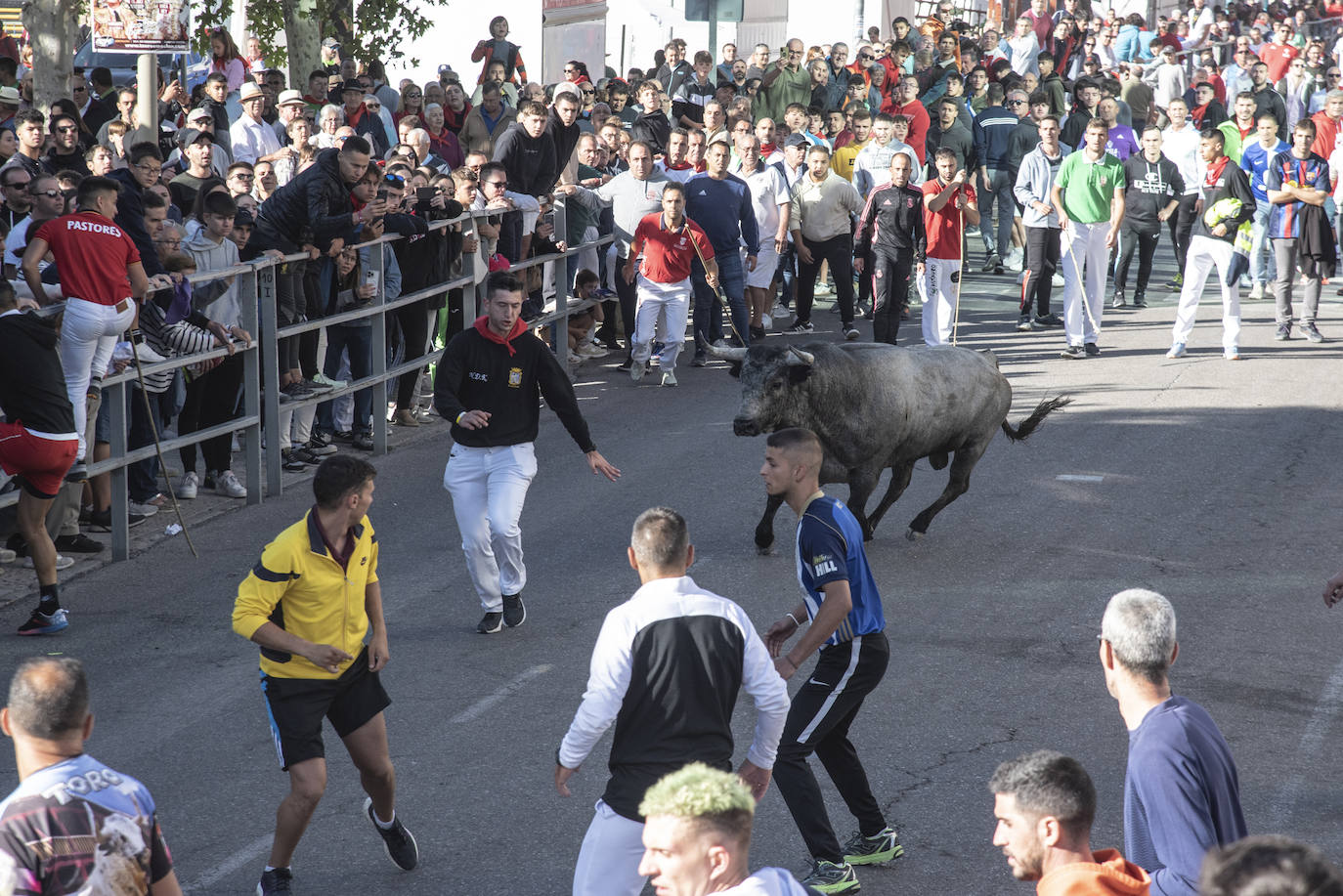 El segundo encierro de las fiestas de Cuéllar, en imágenes (2/2)