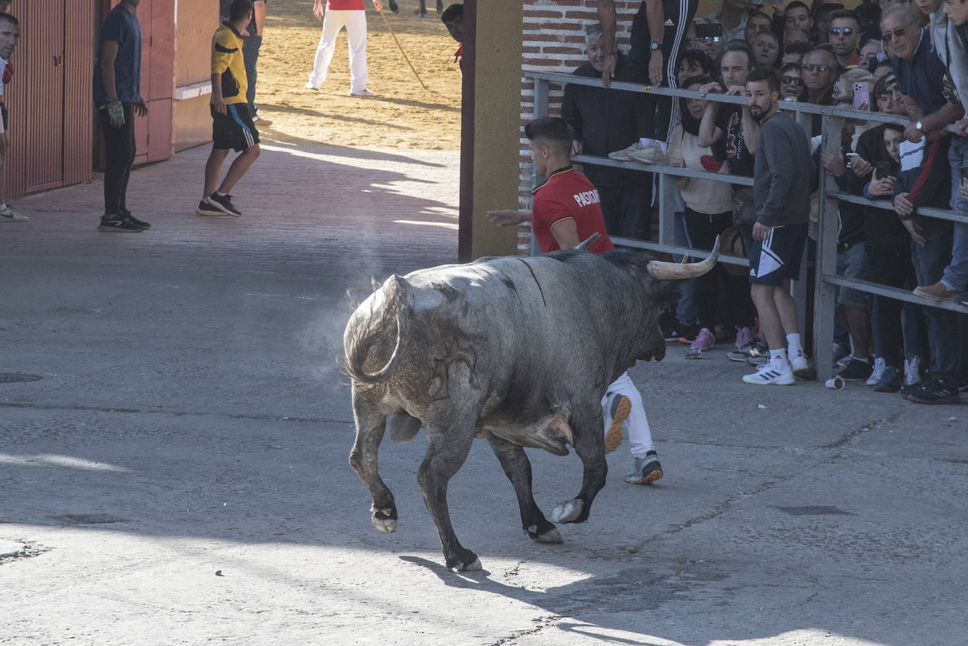 El segundo encierro de las fiestas de Cuéllar, en imágenes (2/2)