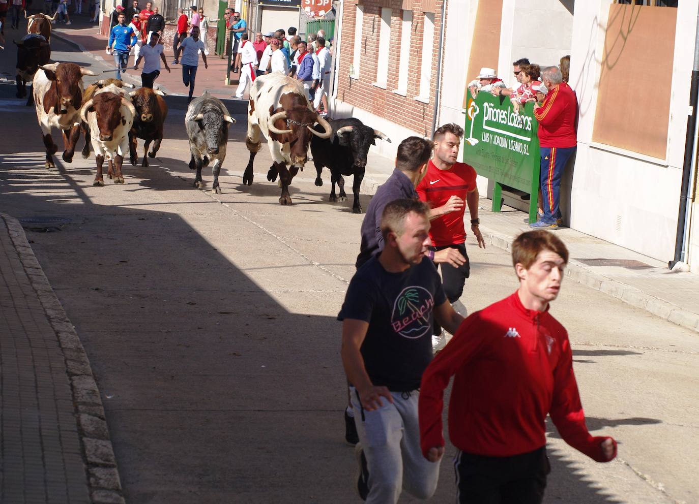 Encierro con los novillos utreros de Cebada Gago.