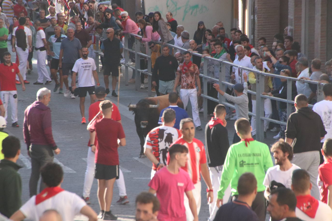 El cuarto encierro de Cuéllar, en imágenes (1 de 2)