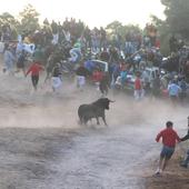 Solo dos toros completan el recorrido del cuarto encierro de Cuéllar