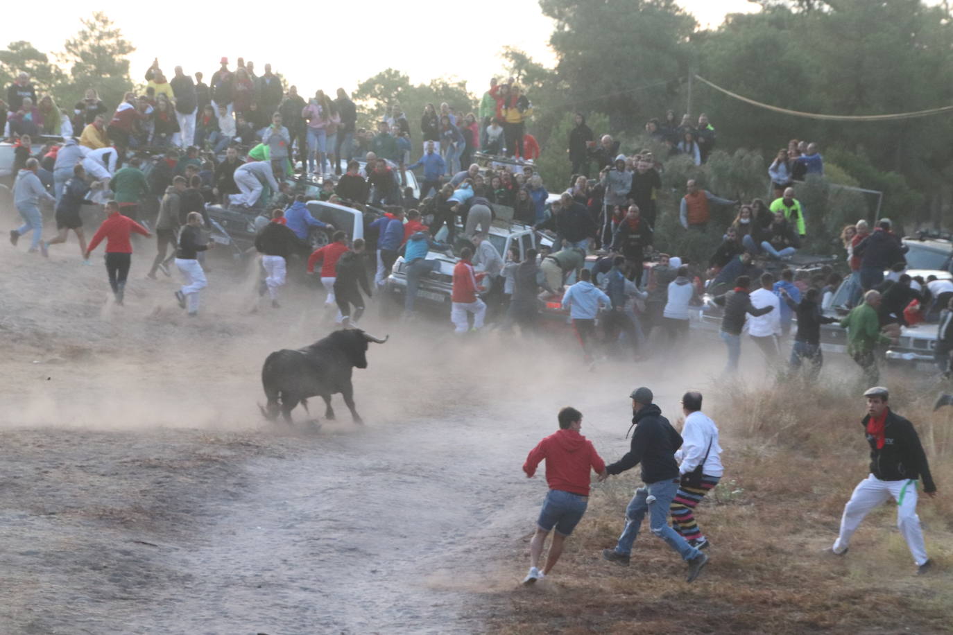 El cuarto encierro de Cuéllar, en imágenes (1 de 2)