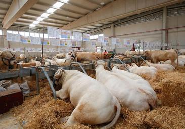 Salamanca se convierte desde hoy en referente agrario y ganadero