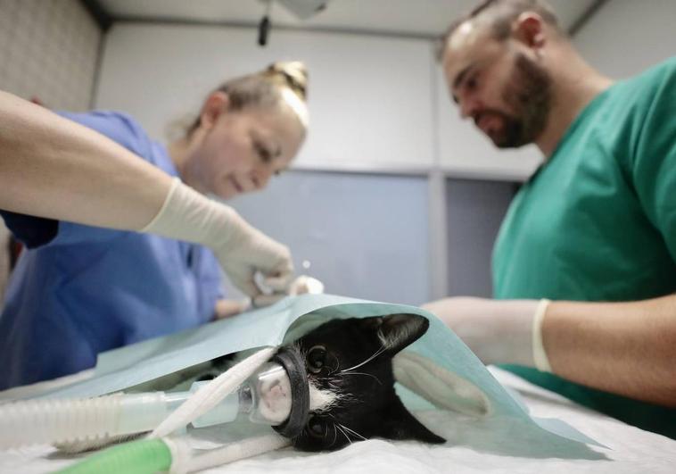 Dos veterinarios del Centro Municipal de Protección Animal esterilizan a un gato de una de las colonias registradas en Valladolid.