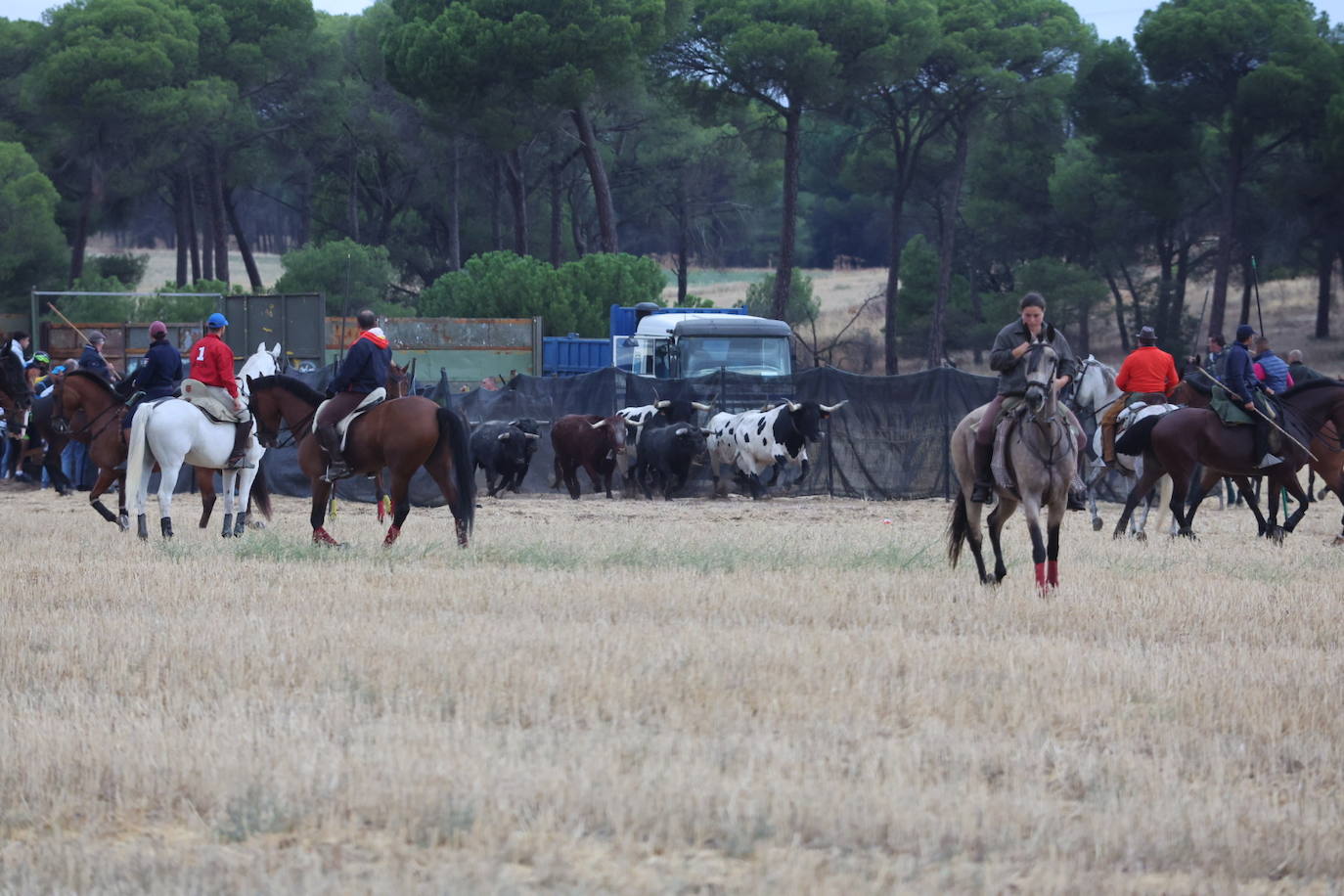 Encierro del domingo en Medina del Campo