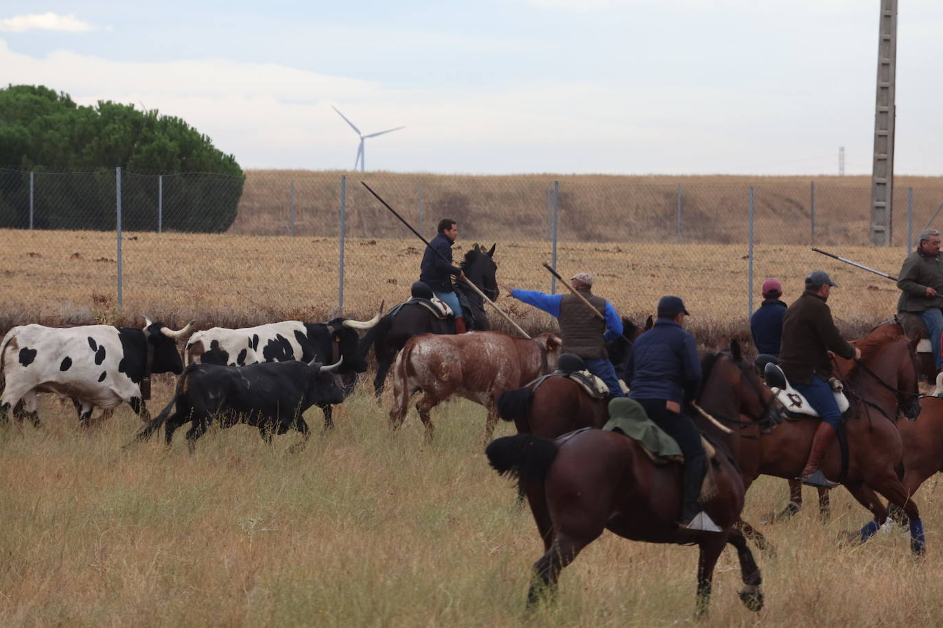 Encierro del domingo en Medina del Campo