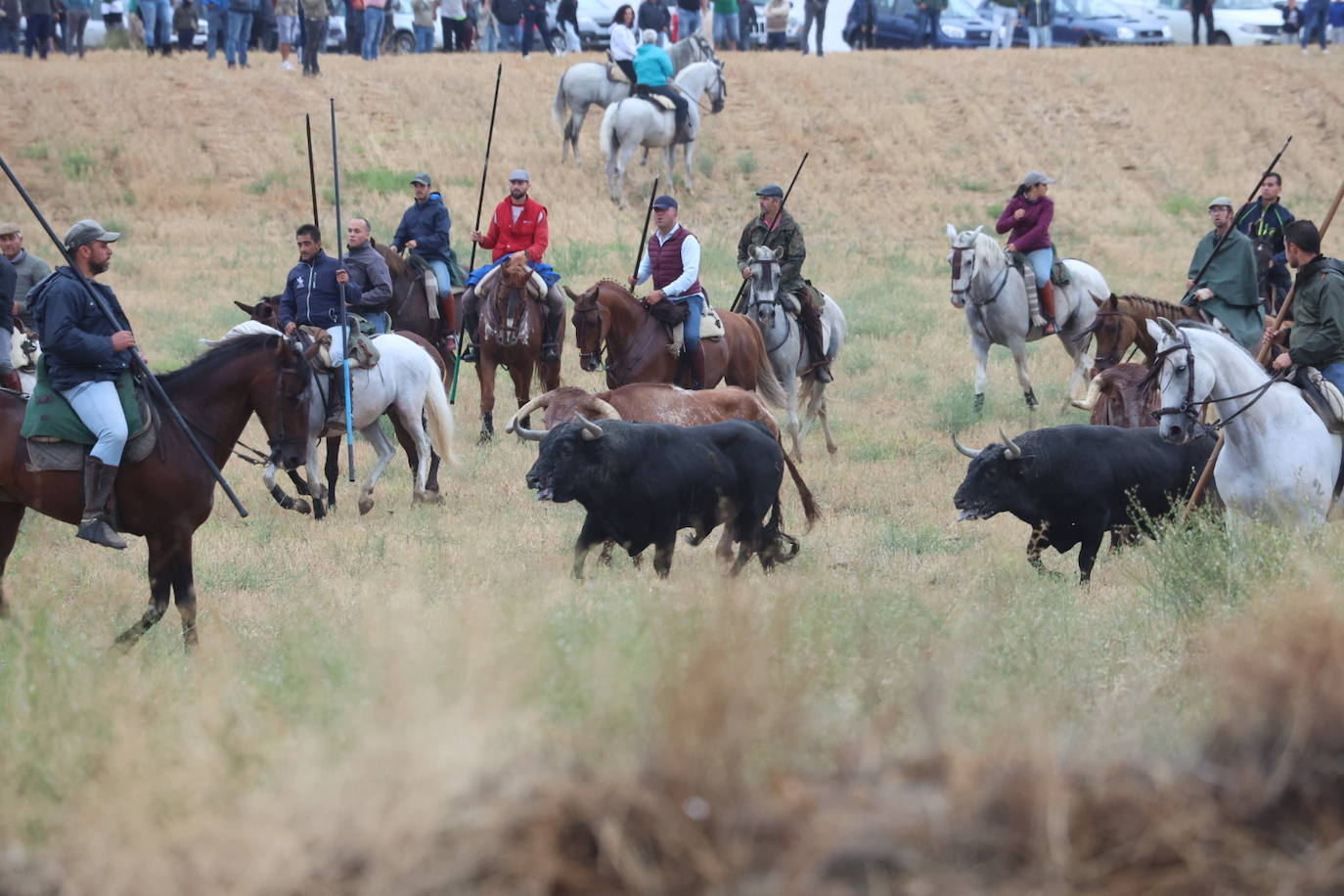 Encierro del domingo en Medina del Campo