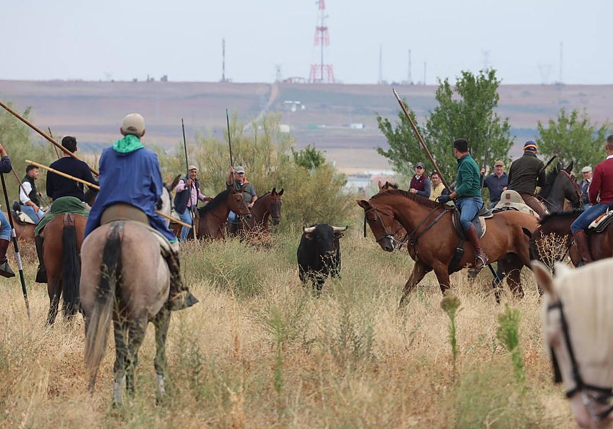 Encierro celebrado en Medina el pasado sábado.